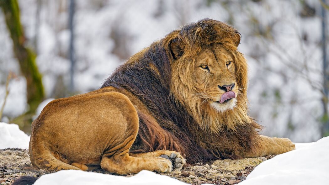 狮子 突出的舌头 动物 捕食者 野兽之王 棕色 4k壁纸 3840x2160