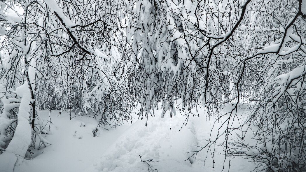 树枝 雪 冬天 灌木 4k壁纸 3840x2160