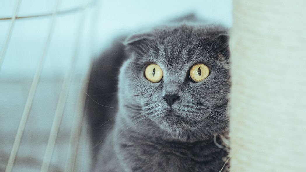 英国 猫 灰色 宠物 浏览 4k壁纸 3840x2160