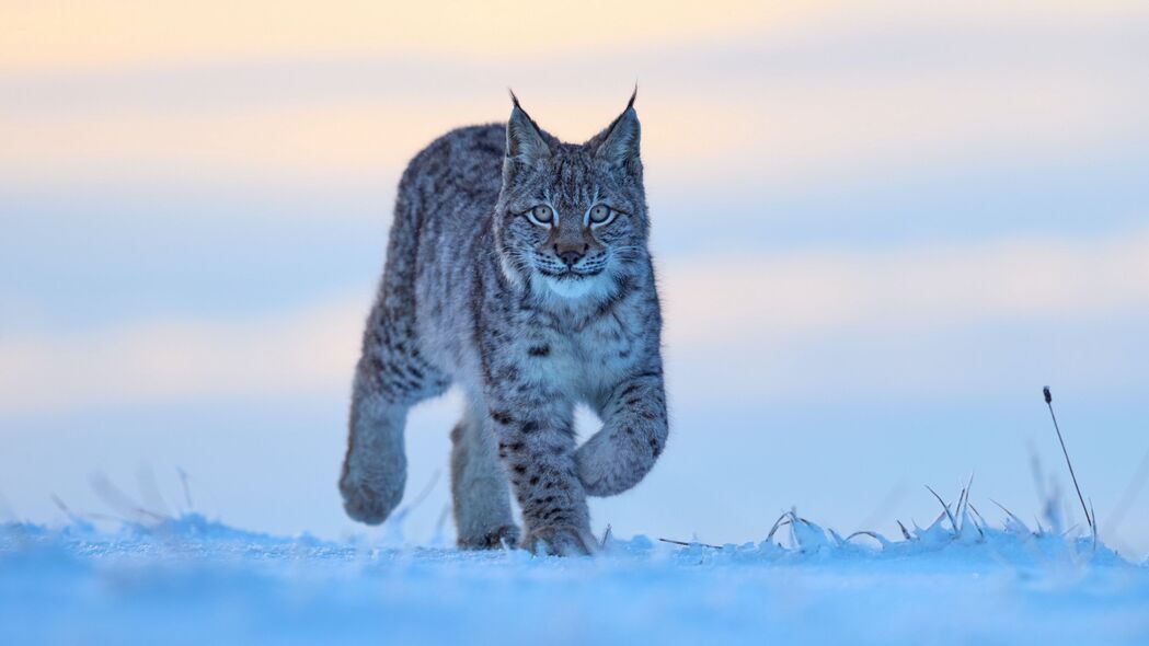 山猫大猫雪景高清4K壁纸，野生动物之美，3840x2160分辨率，免费下载