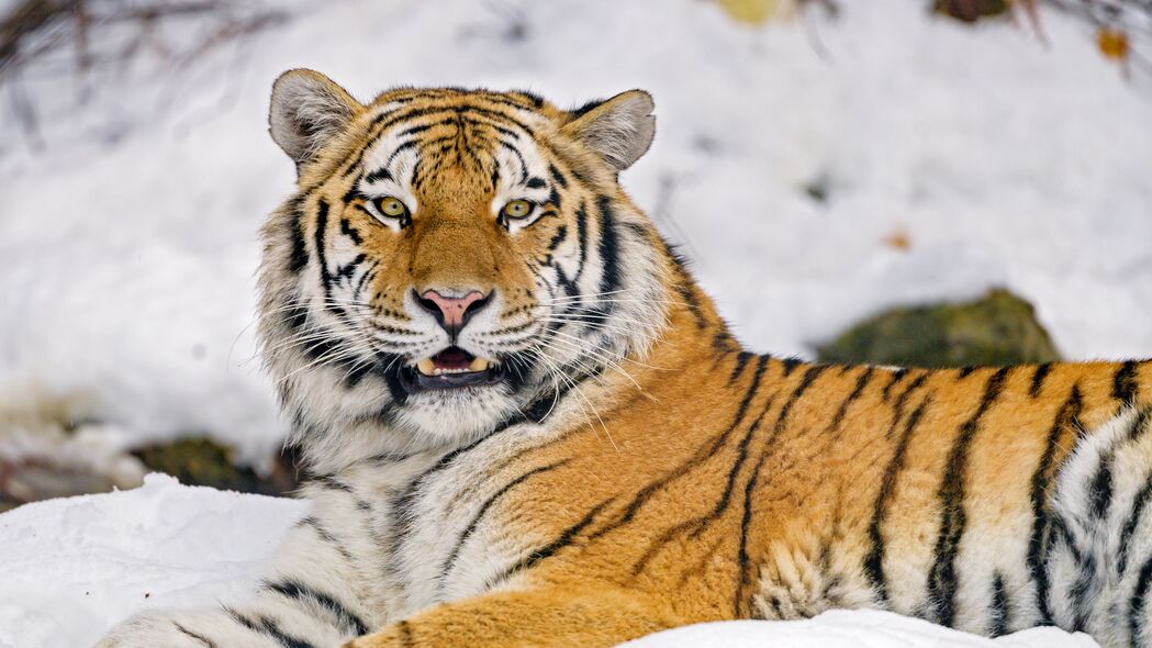 老虎 动物 捕食者 大猫 野生动物 雪地 4k壁纸 3840x2160
