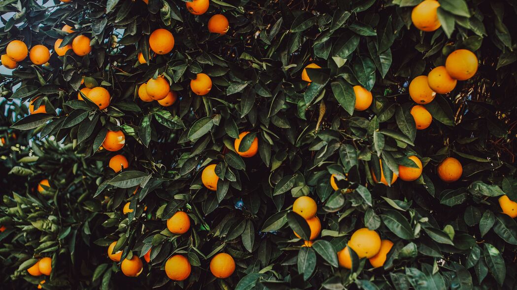 橙色 灌木 水果 植物 4k壁纸 3840x2160