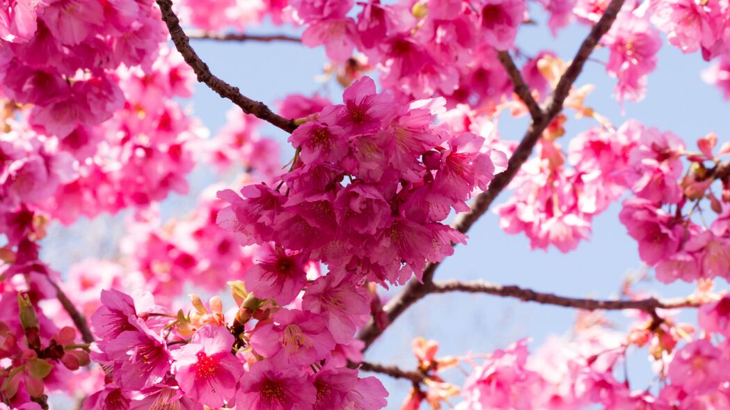 樱花 花朵 粉红色 树枝 宏观 4k壁纸 3840x2160
