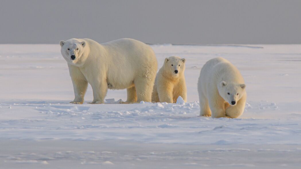 北极熊 熊 动物 白色 雪地 4k壁纸 3840x2160