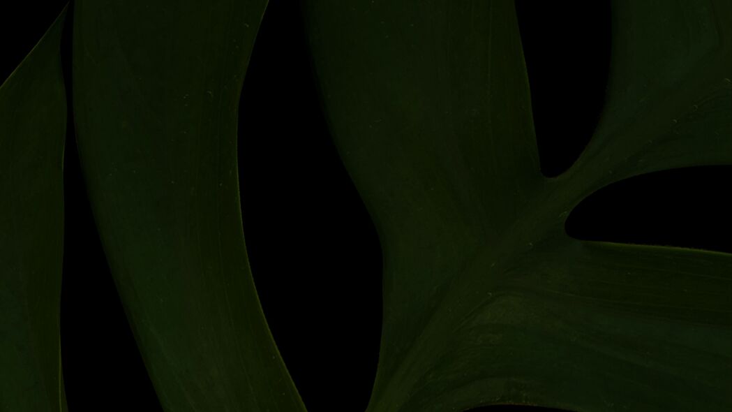 叶子 绿色 深色 微距 植物 4k壁纸 3840x2160