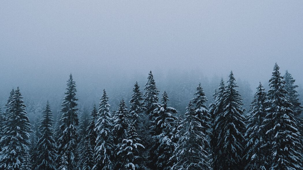 森林 雪 冬天 云杉 树 4k壁纸 3840x2160