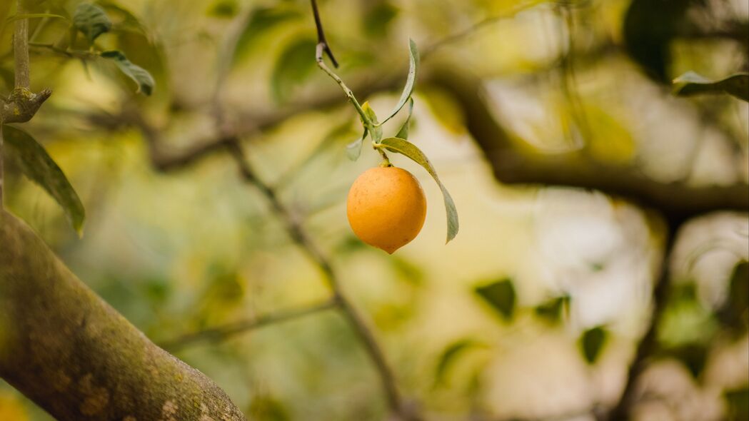 柠檬 水果 柑橘 黄色 树枝 树 4k壁纸 3840x2160