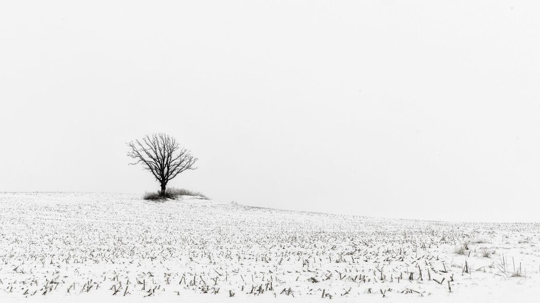 树 田野 雪 冬天 白色 4k壁纸 3840x2160
