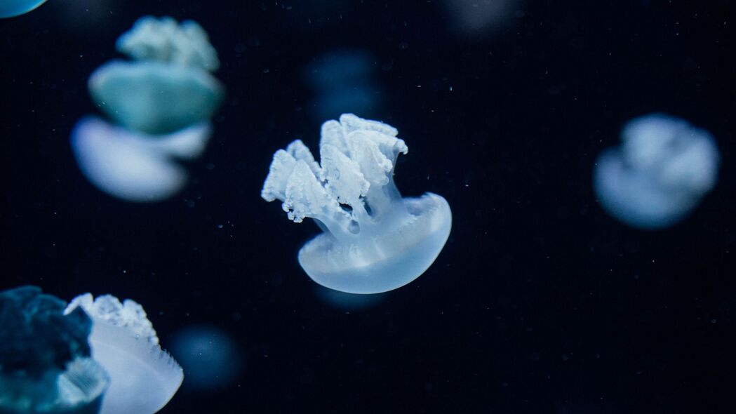 水母 生物 深度 水下 4k壁纸 3840x2160