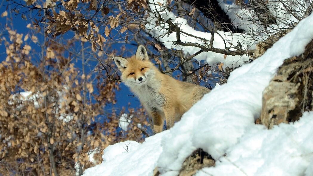 狐狸 动物 一瞥 雪 冬天 野生动物 4k壁纸 3840x2160