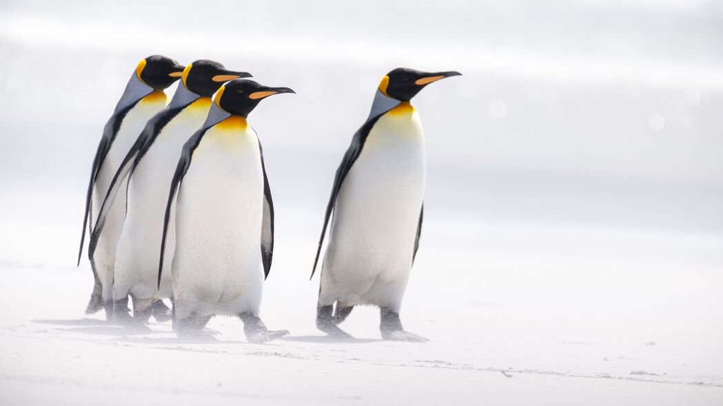 王企鹅 企鹅 鸟类 北极 野生动物 4k壁纸 3840x2160
