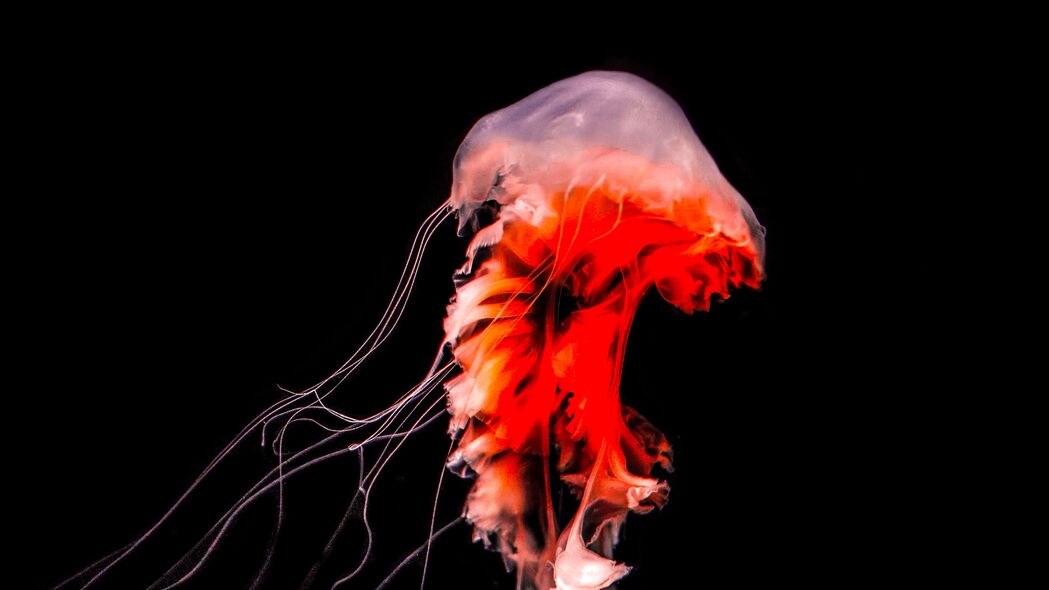 水母 触手 红色 生物 水下 4k壁纸 3840x2160