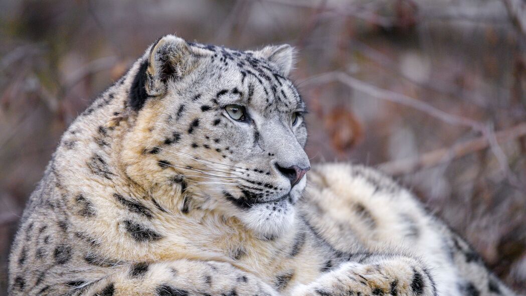 雪豹 动物 大猫 捕食者 白色 4k壁纸 3840x2160