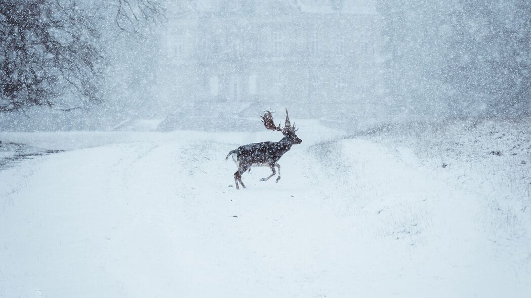 麋鹿 动物 雪 冬季 4k壁纸 3840x2160