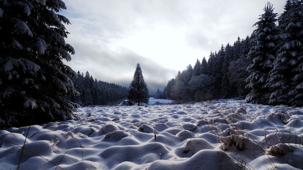 田野 树木 雪 冬天 自然 4k壁纸 3840x2160