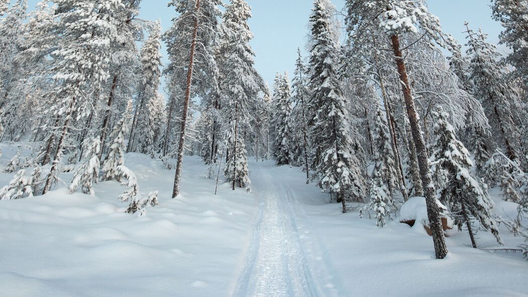 树 路径 雪 冬天 自然 4k壁纸 3840x2160