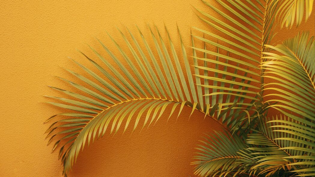 棕榈 树枝 植物 墙壁 橙色 4k壁纸 3840x2160
