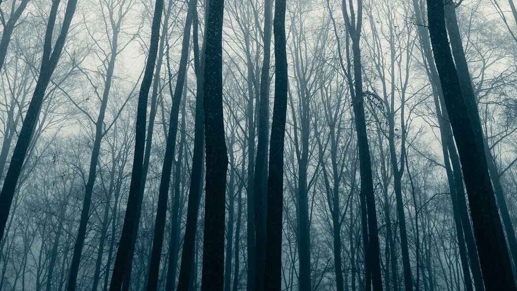森林 树木 雾 薄雾 自然 4k壁纸 3840x2160