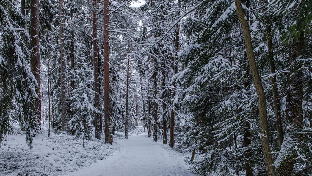 森林 路径 雪 树木 松树 冬季 4k壁纸 3840x2160