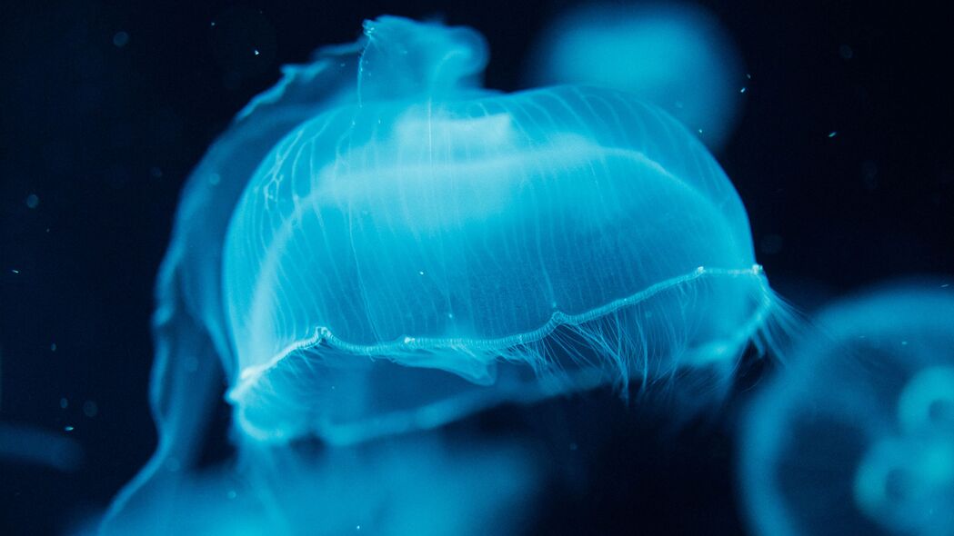 水母 生物 蓝色 水 水下 4k壁纸 3840x2160