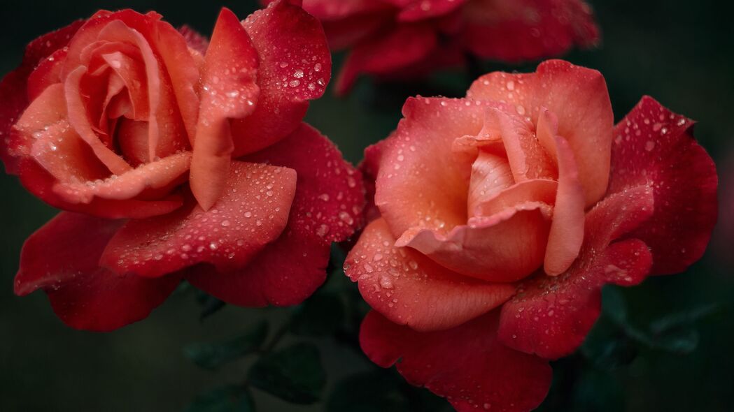 玫瑰 花 粉红色 湿 滴 露 4k壁纸 3840x2160