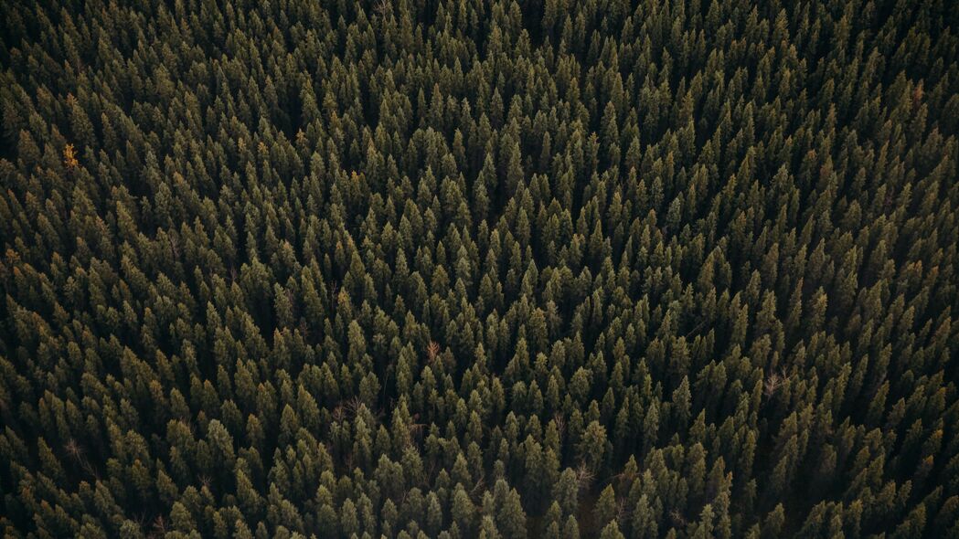 森林 鸟瞰图 松树 树木 针叶 绿色 4k壁纸 3840x2160