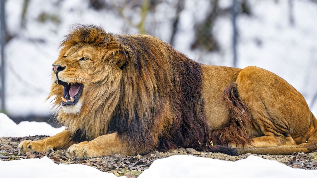 狮子 咧嘴笑 动物 捕食者 野兽之王 4k壁纸 3840x2160