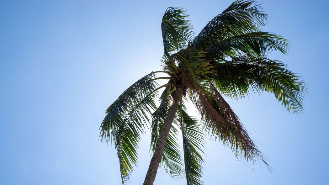 棕榈 树 天空 热带 夏季 4k壁纸 3840x2160