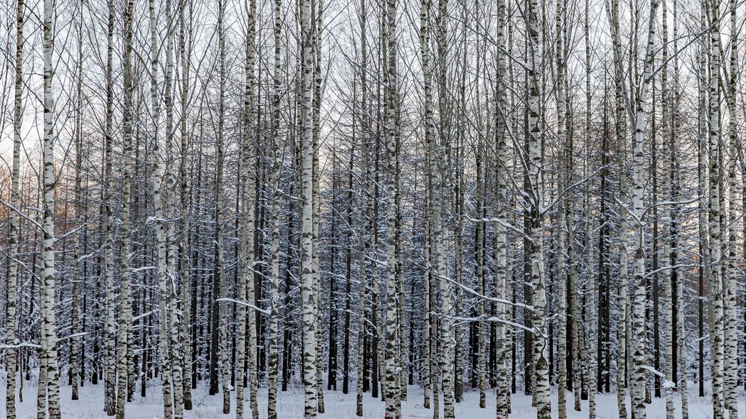 森林 桦树 树 雪 冬天 自然 4k壁纸 3840x2160