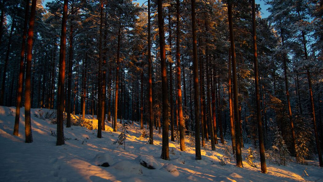 森林 树木 松树 雪 冬天 黄昏 4k壁纸 3840x2160