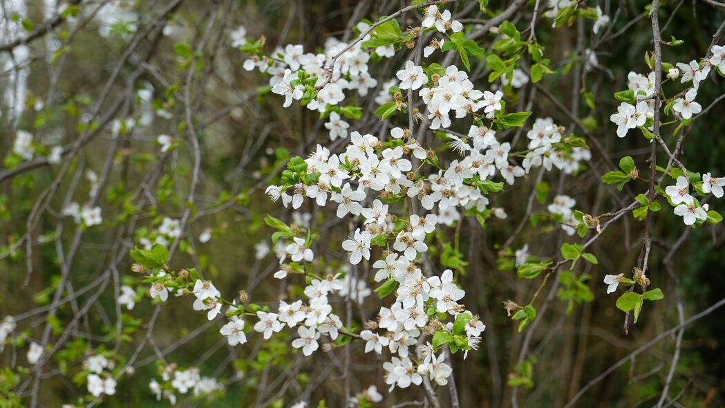 花朵 白色 树枝 植物 春季 4k壁纸 3840x2160