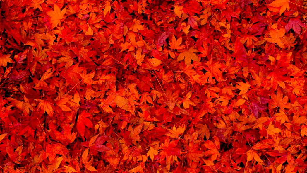 落叶 树叶 红色 明亮的 4k壁纸 3840x2160
