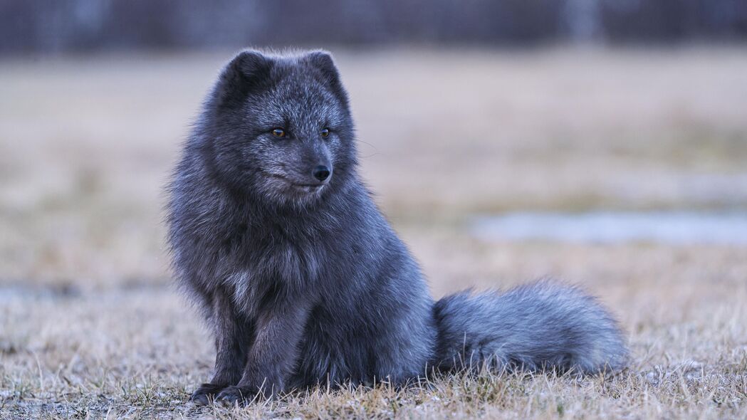 北极狐 狐狸 动物 灰色 4k壁纸 3840x2160