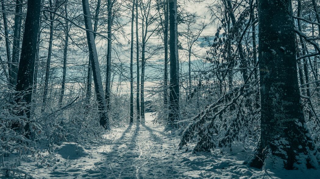 冬日雪景，高清4K自然风景壁纸，3840x2160分辨率，畅享冰雪世界之美！