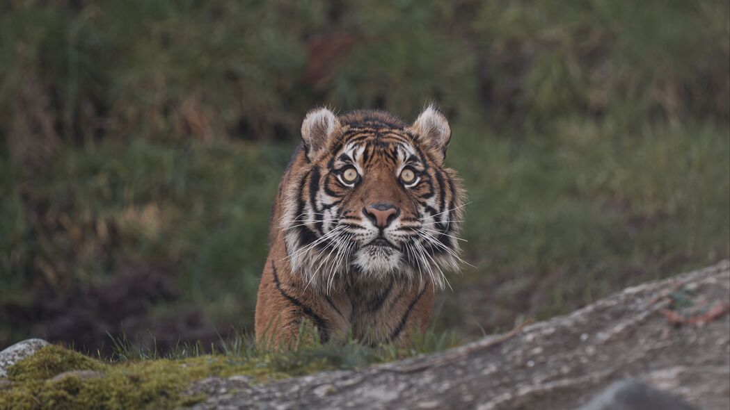 老虎 动物 捕食者 大猫 浏览 4k壁纸 3840x2160