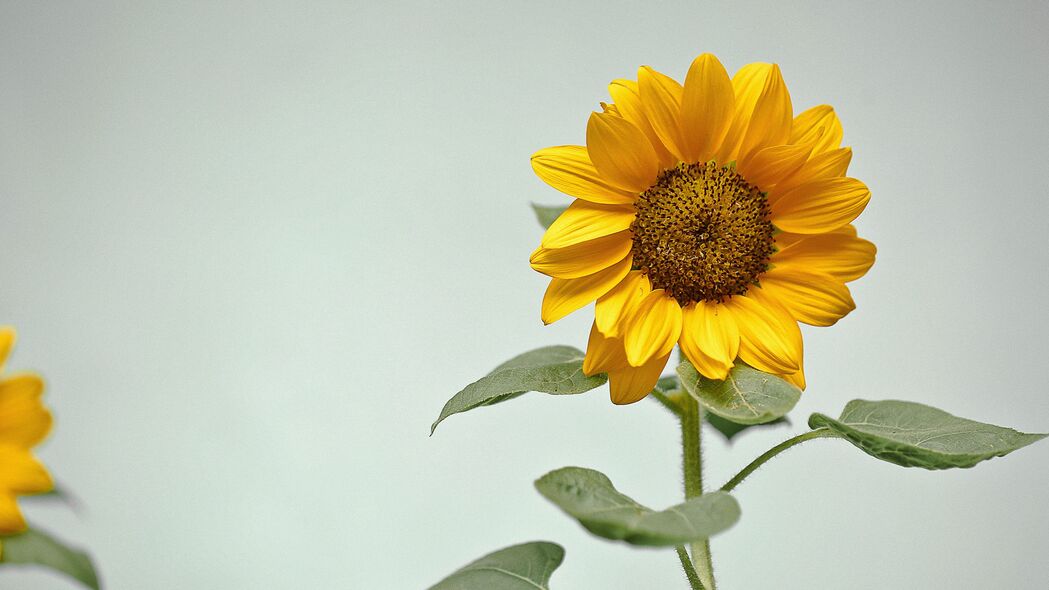 向日葵 花 黄色 植物 4k壁纸 3840x2160