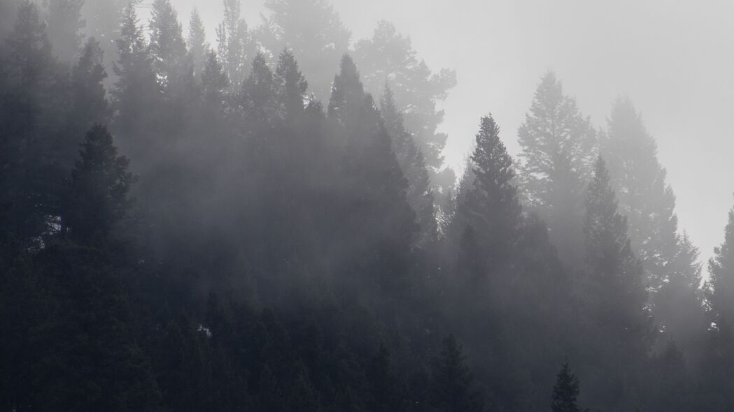 树木 森林 雾 云 4k壁纸 3840x2160