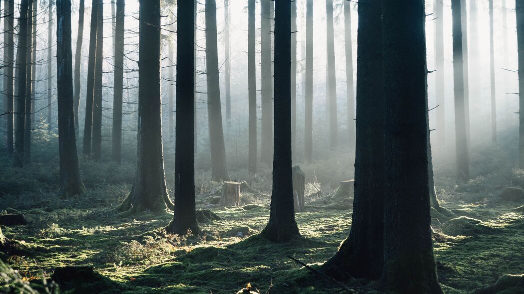 森林 雾 树木 早晨 自然 4k壁纸 3840x2160