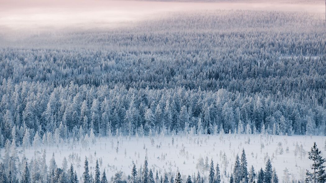 森林 雪 鸟瞰图 冬季 4k壁纸 3840x2160
