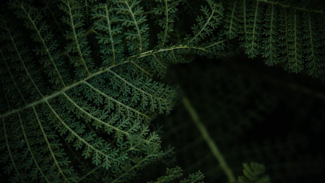 蕨类 植物 叶子 宏 绿色 4k壁纸 3840x2160
