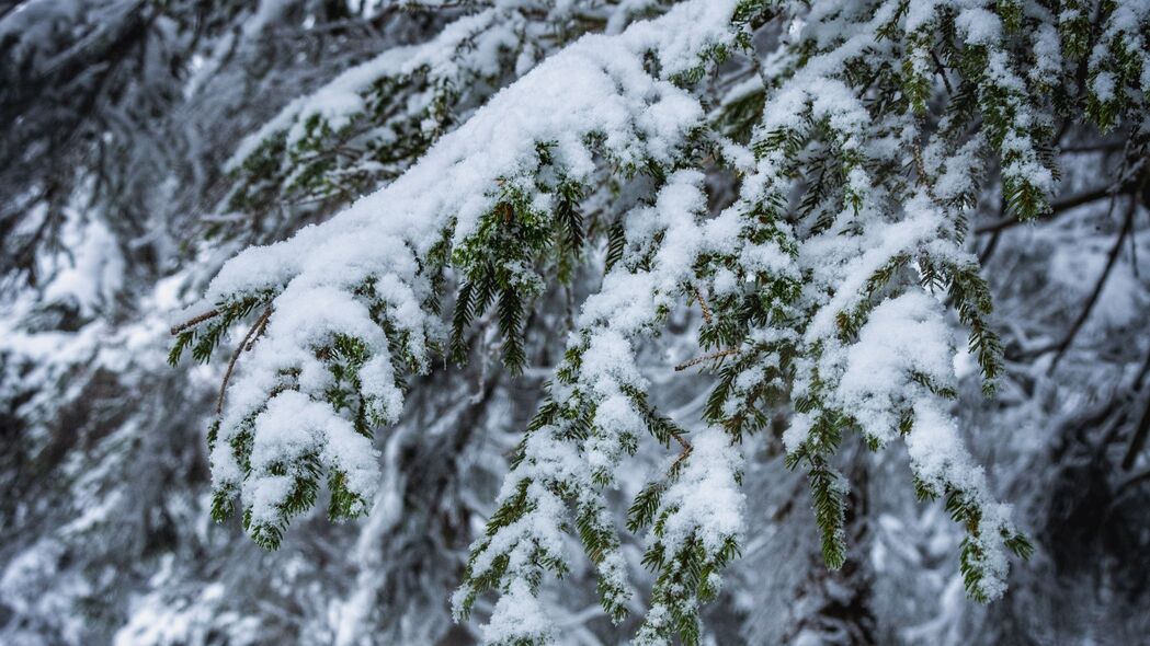 冬季雪景高清壁纸，树枝覆雪，静谧之树，4K超清3840x2160，免费下载