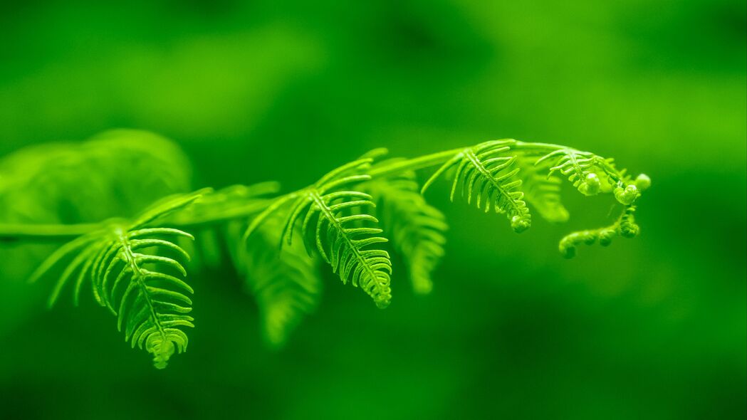 蕨类 叶子 宏 植物 绿色 明亮的 4k壁纸 3840x2160