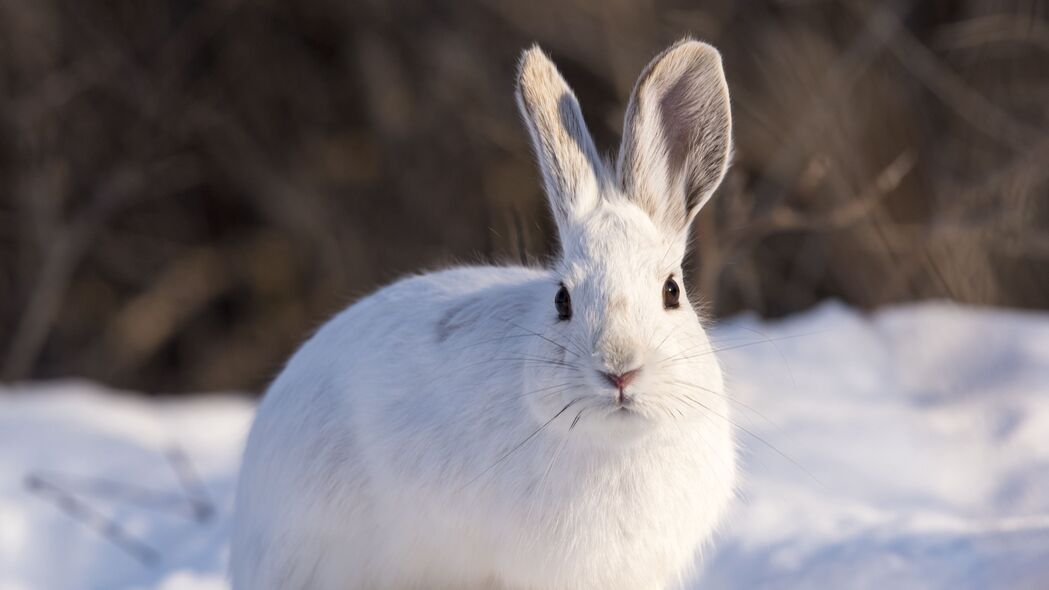 兔子 动物 白色 雪 冬季 4k壁纸 3840x2160