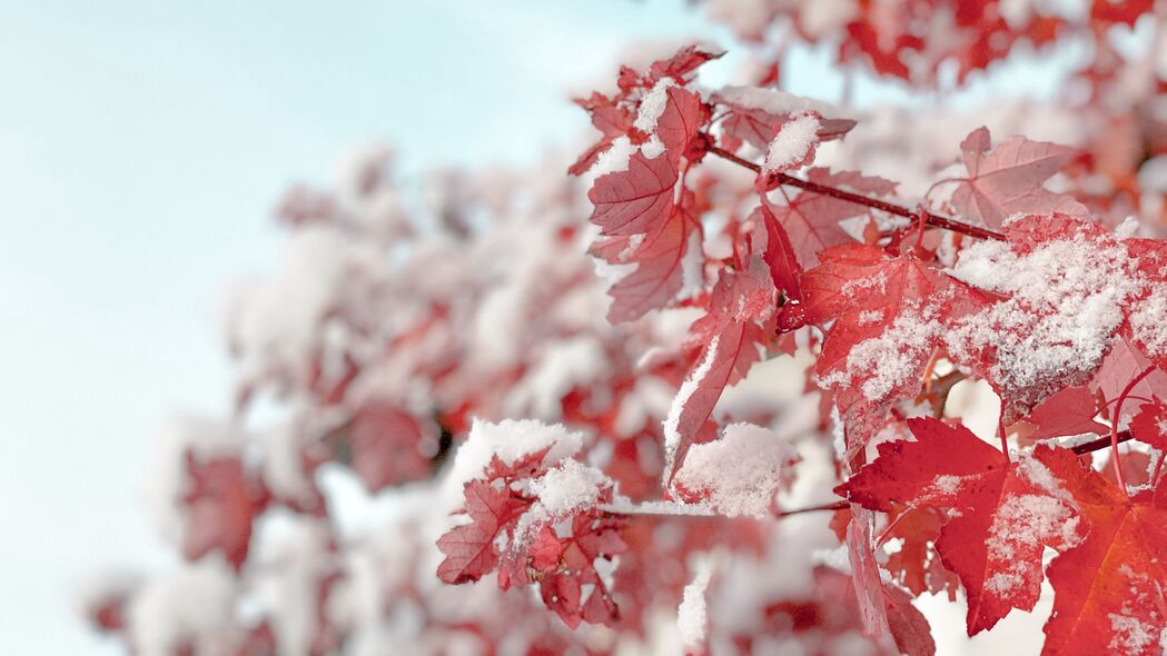 树枝 雪 树叶 红色 4k壁纸 3840x2160