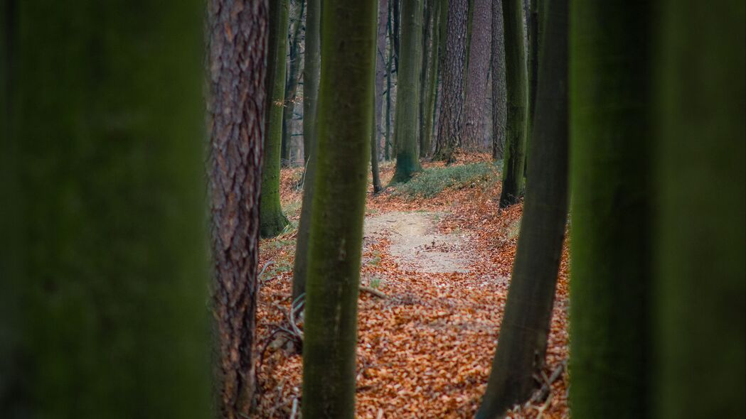 树 路径 森林 自然 秋季 4k壁纸 3840x2160