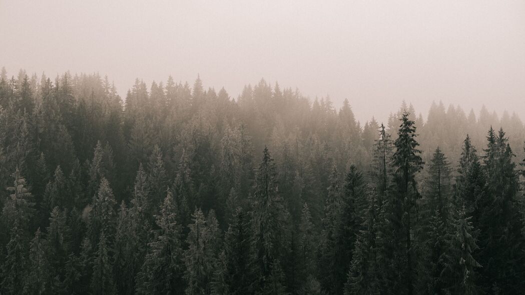 松树 森林 雾 树 4k壁纸 3840x2160