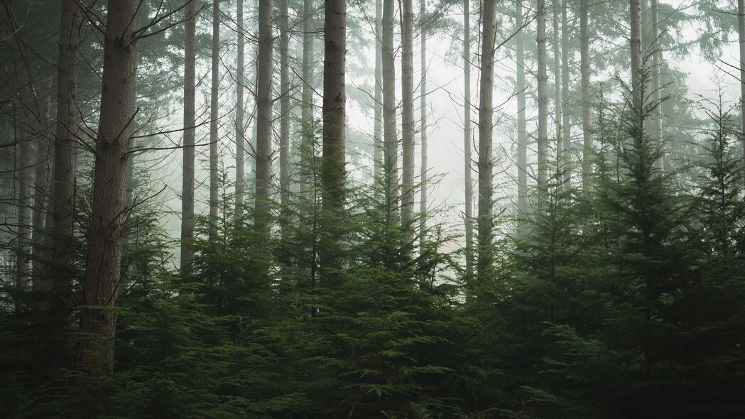 森林 树木 松树 雾 4k壁纸 3840x2160