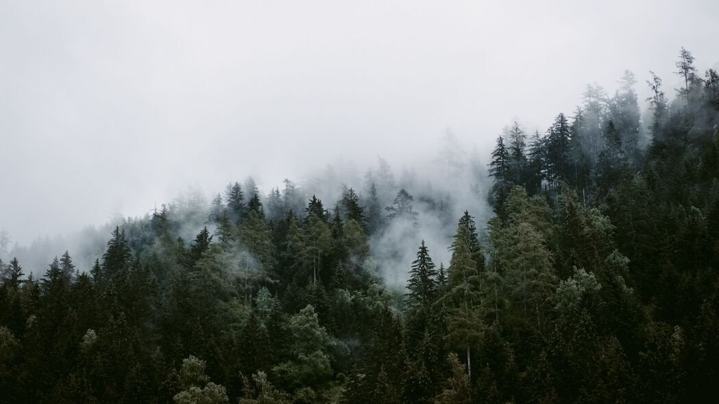 树木 云 森林 雾 4k壁纸 3840x2160