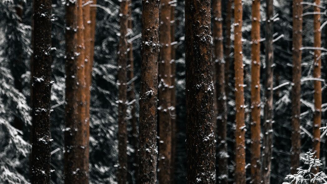 树木 松树 雪 森林 冬季 4k壁纸 3840x2160