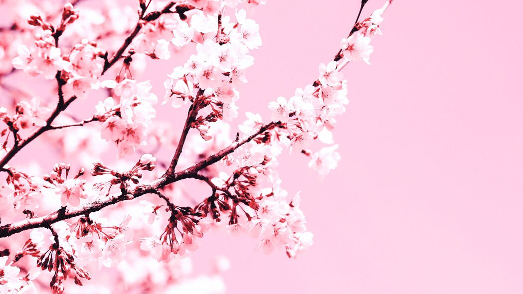 樱花 花朵 树枝 粉红色 植物 开花 4k壁纸 3840x2160